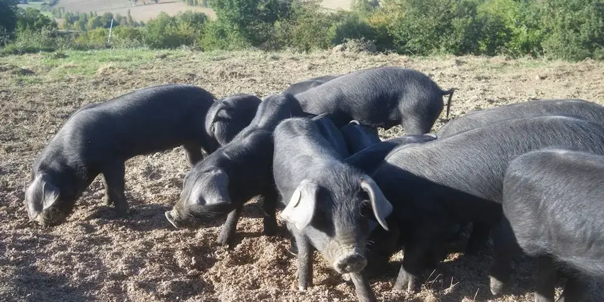 Ferme de soubiane