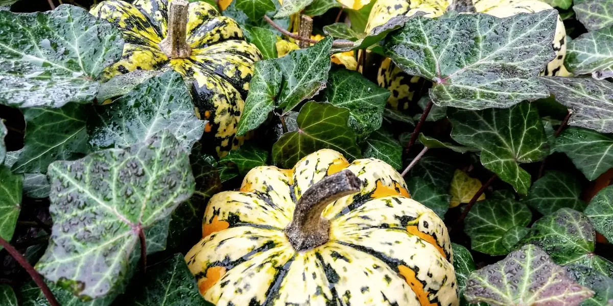 Aux Saveurs du Potager