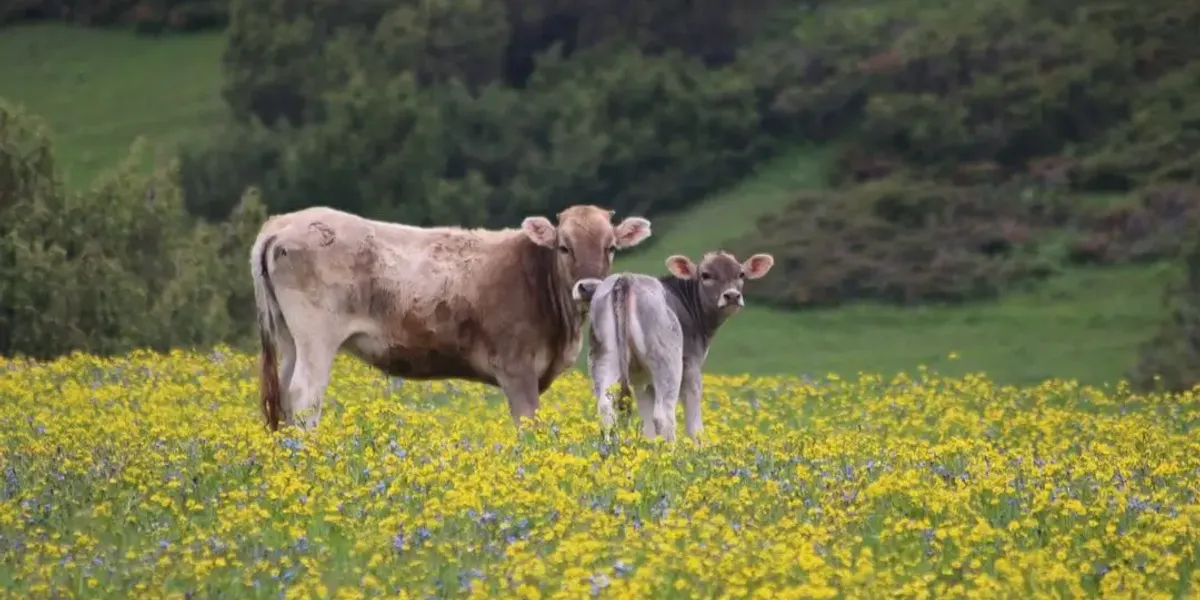 Ferme Geneste