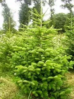 Sapins De Noël De Nico