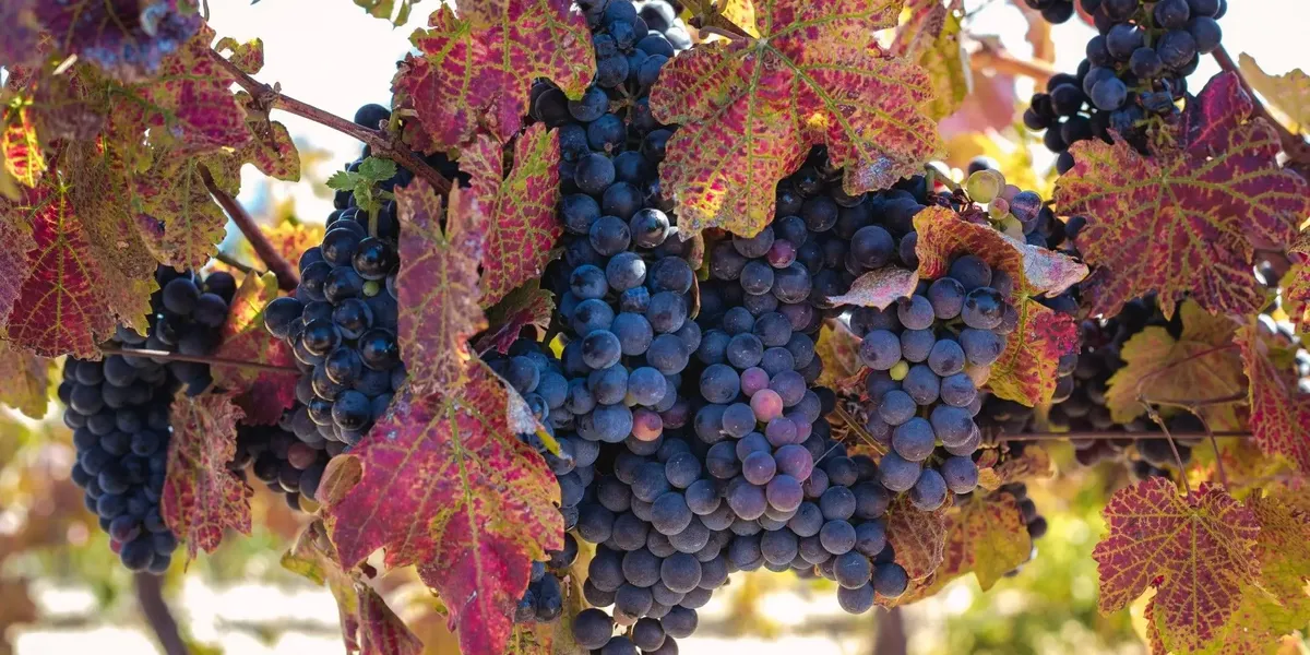 Domaine Cammaous