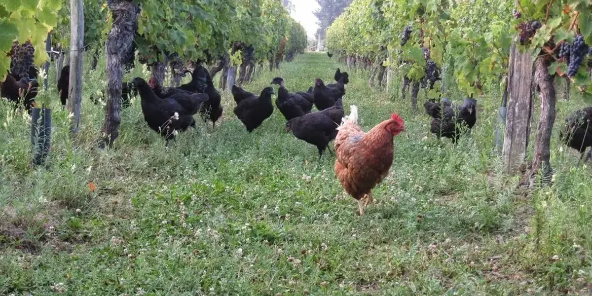 Gabriel SIMON - Des poules et des vignes à Bourgueil