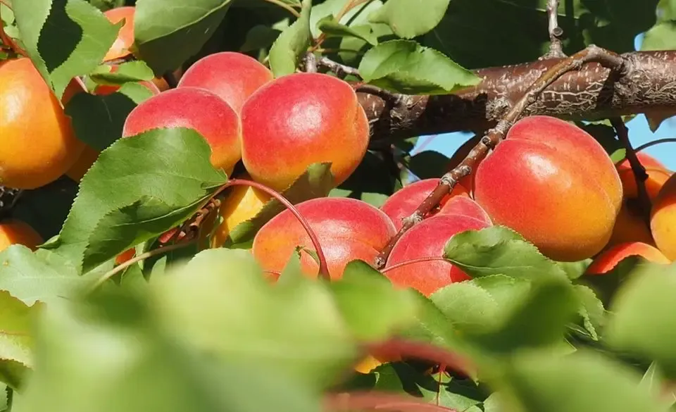 Top Fruits