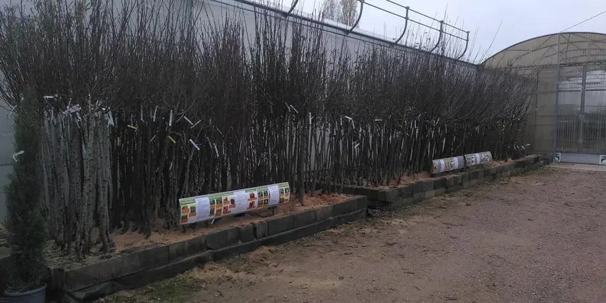 Schipper Horticulture