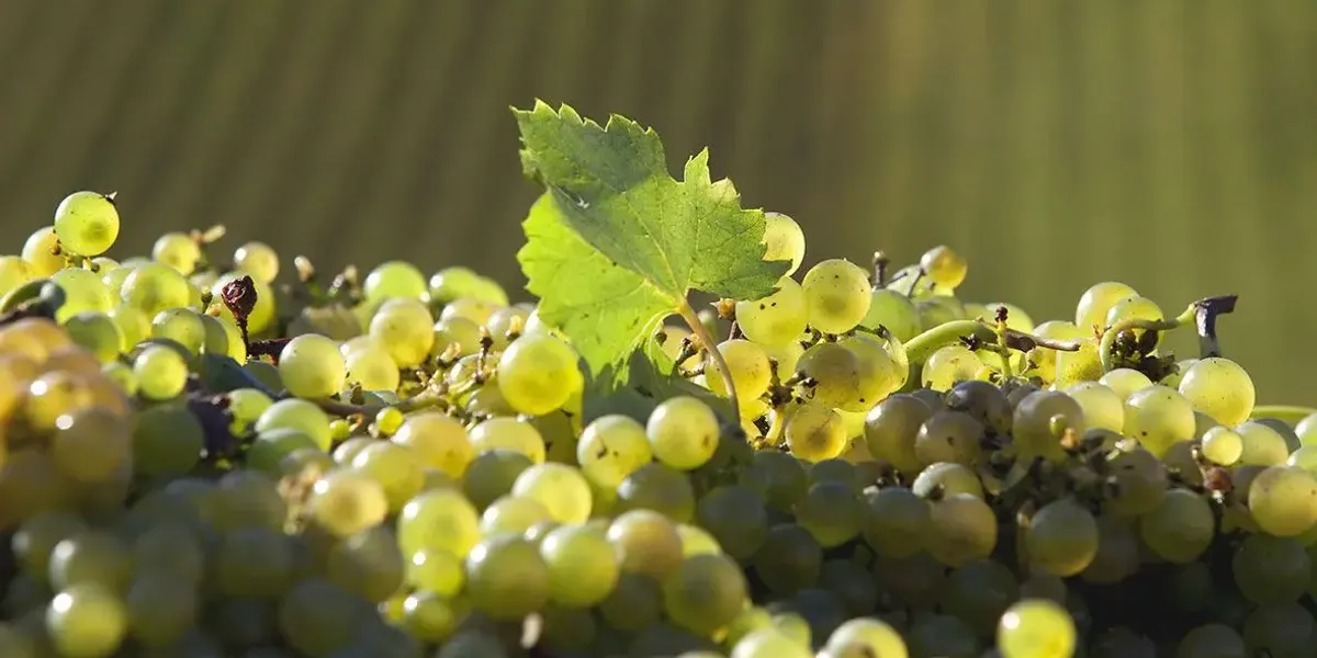 Domaine de la Feuillarde