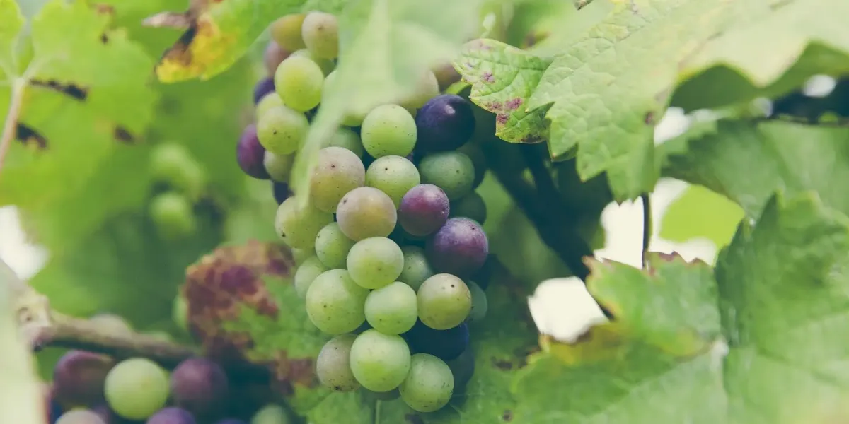 Domaine De Fontsainte