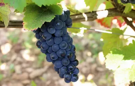 Prin Domaine