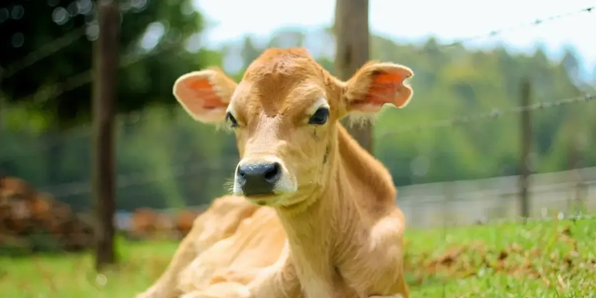 Ferme du Manou