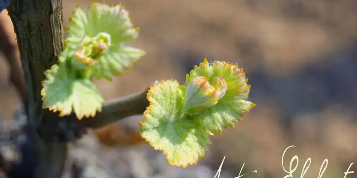 Vins & Crémants d'Alsace Antoine Ehrhart (SARL)