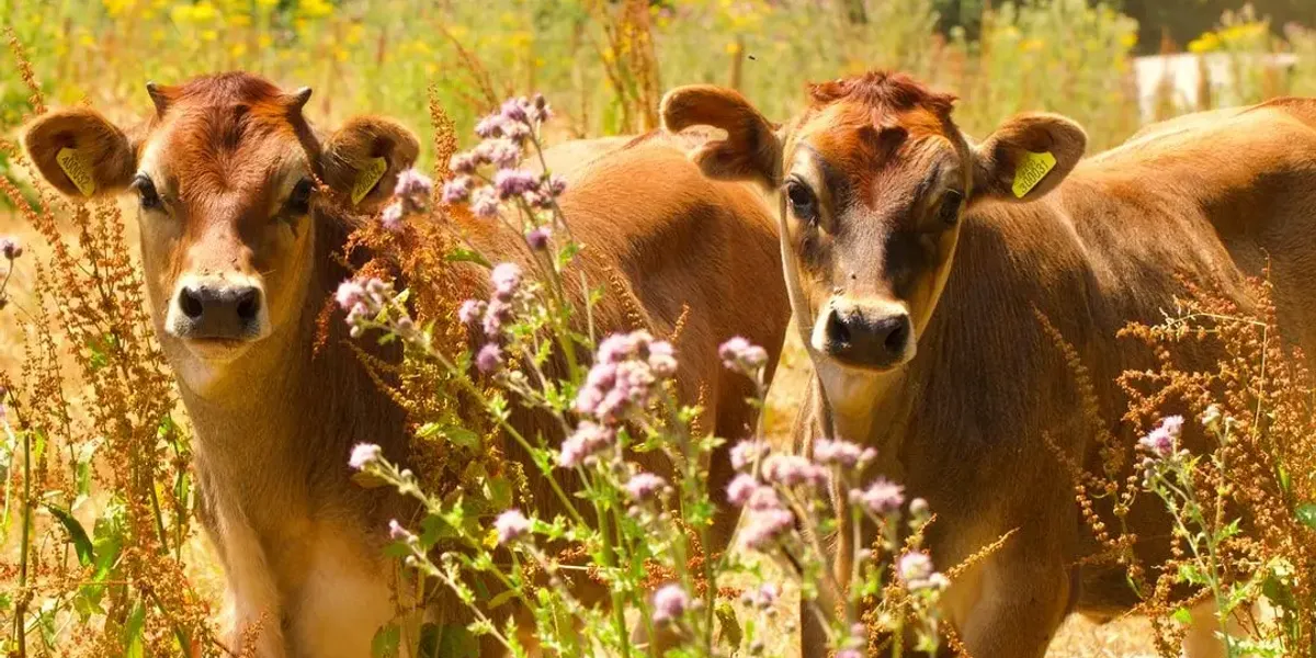 Ferme Des Recollets