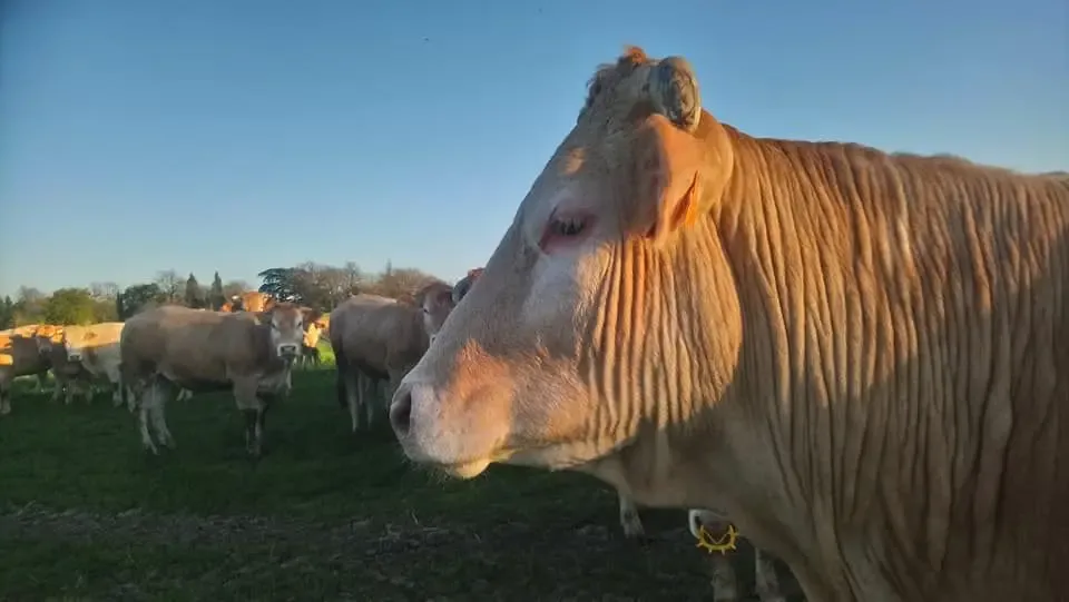 Ferme Le Clavel