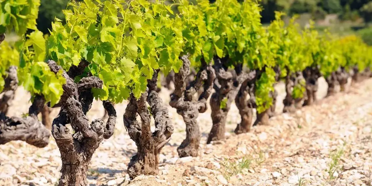Caveau des Vignerons de Lirac