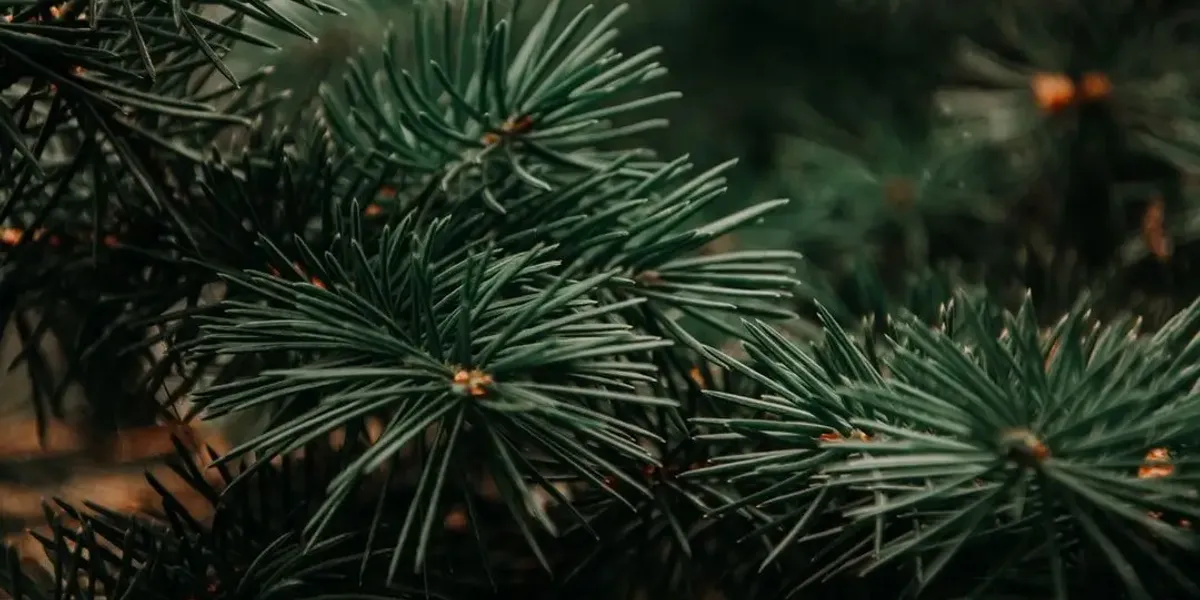 Noël Vert