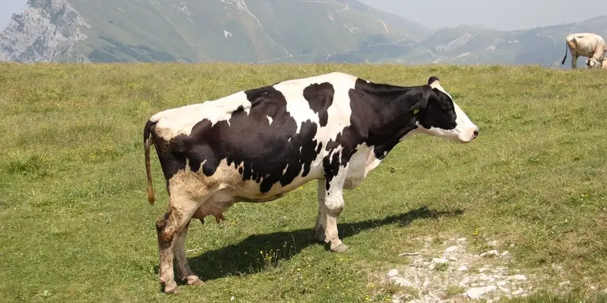 GAEC de Beauclair