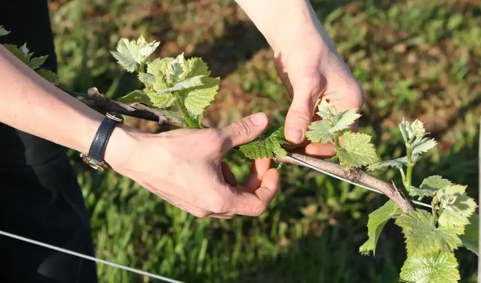 Domaine Naudin-Ferrand