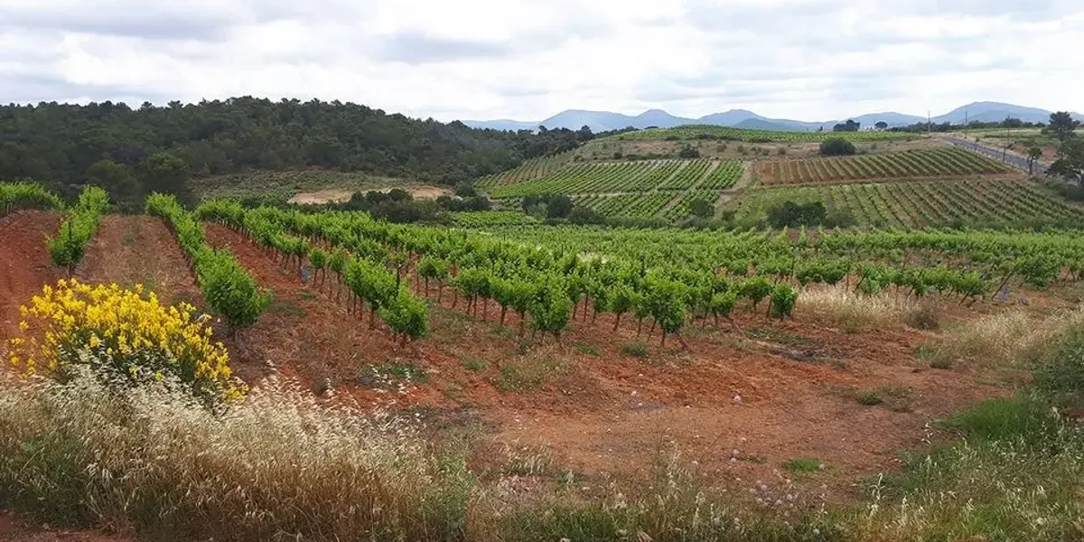 Domaine la Croix Sainte Eulalie Saint-Chinian