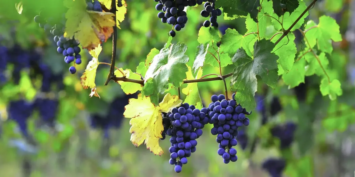 Domaine La Romance