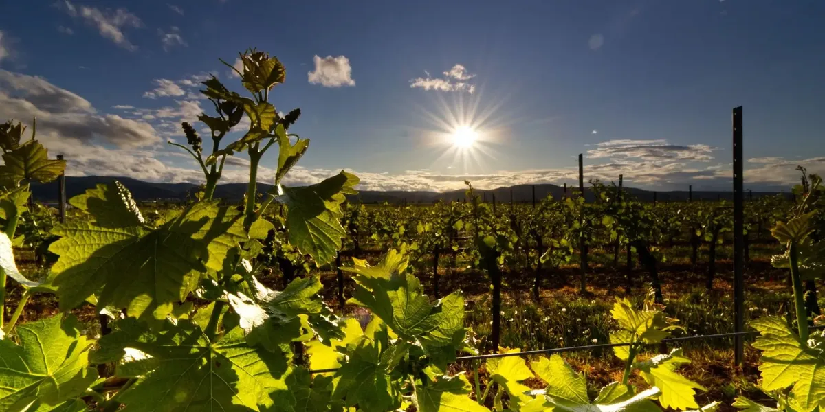 Vignerons De Cessenon