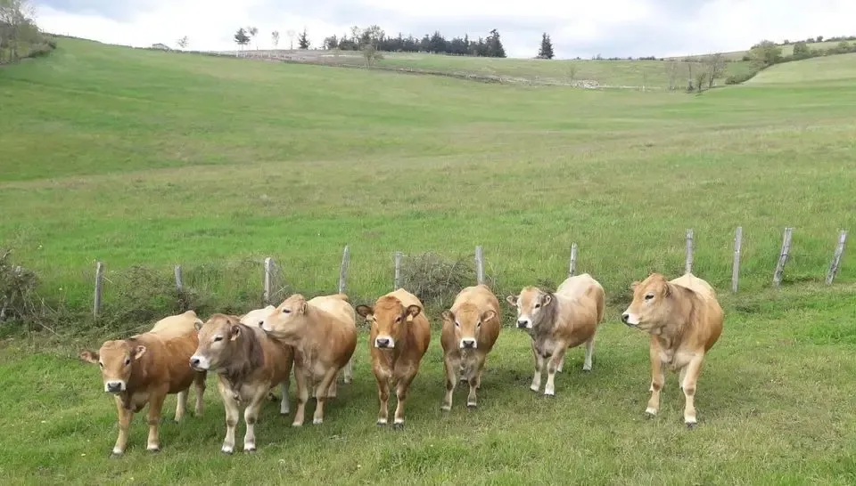 Les vaches à Ludo