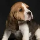 Logo de Beagle du Grand Magnolia