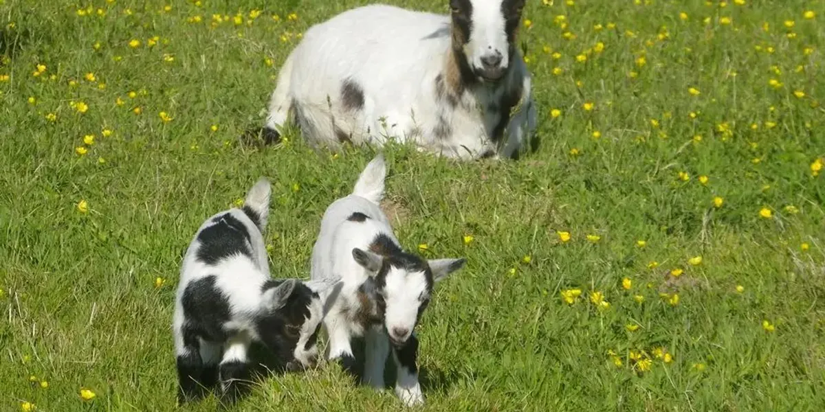 Ferme pédagogique du jardin mod kozh
