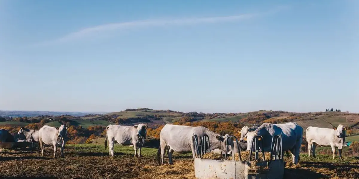 La Ferme De Taux Gaec AB2C