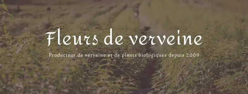 Fleurs de Verveine