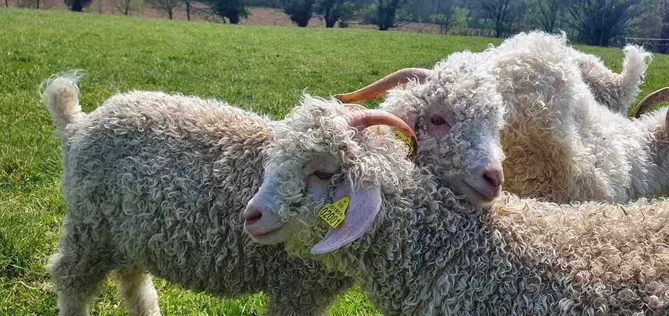 La Legend Du Mohair