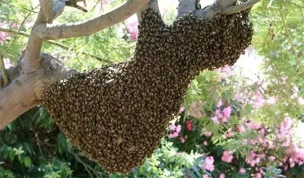 SHAKYMIEL APICULTURE