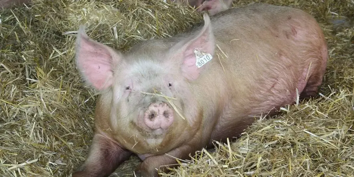 Ferme De Bois Bertrand