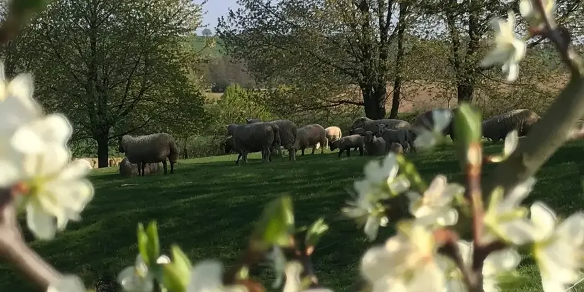 Ferme Meyer