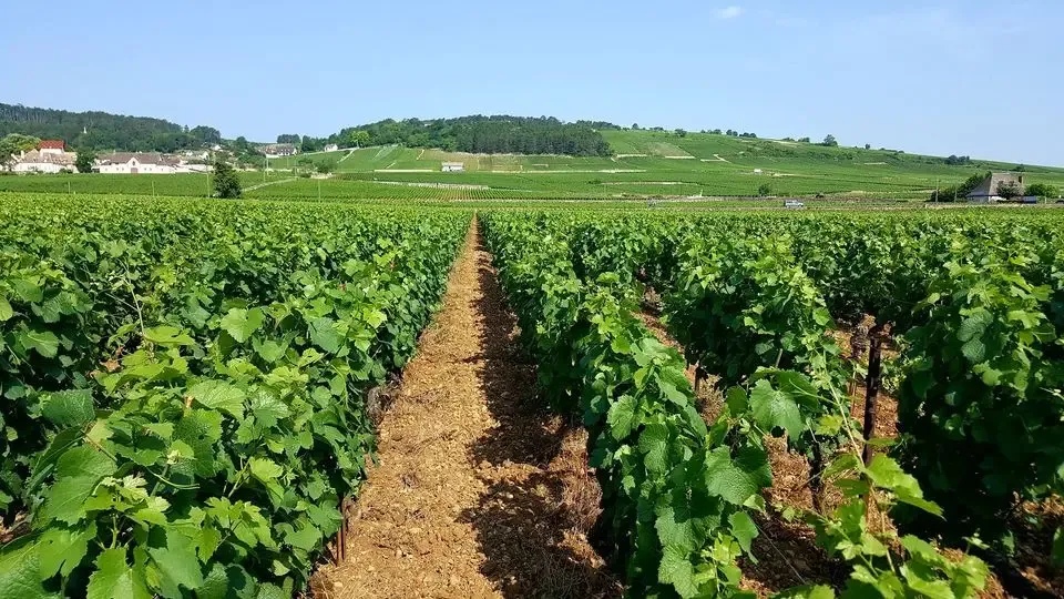 GLANTENAY Domaine Pierre & Fils