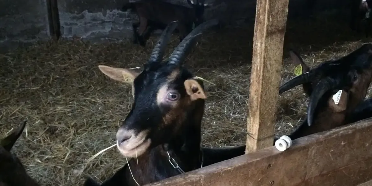 Gaec La Ferme Du Raguet