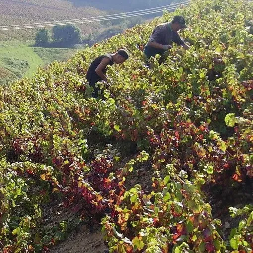 Domaine des Forêts