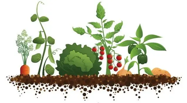 Les Légumes Du Marquis