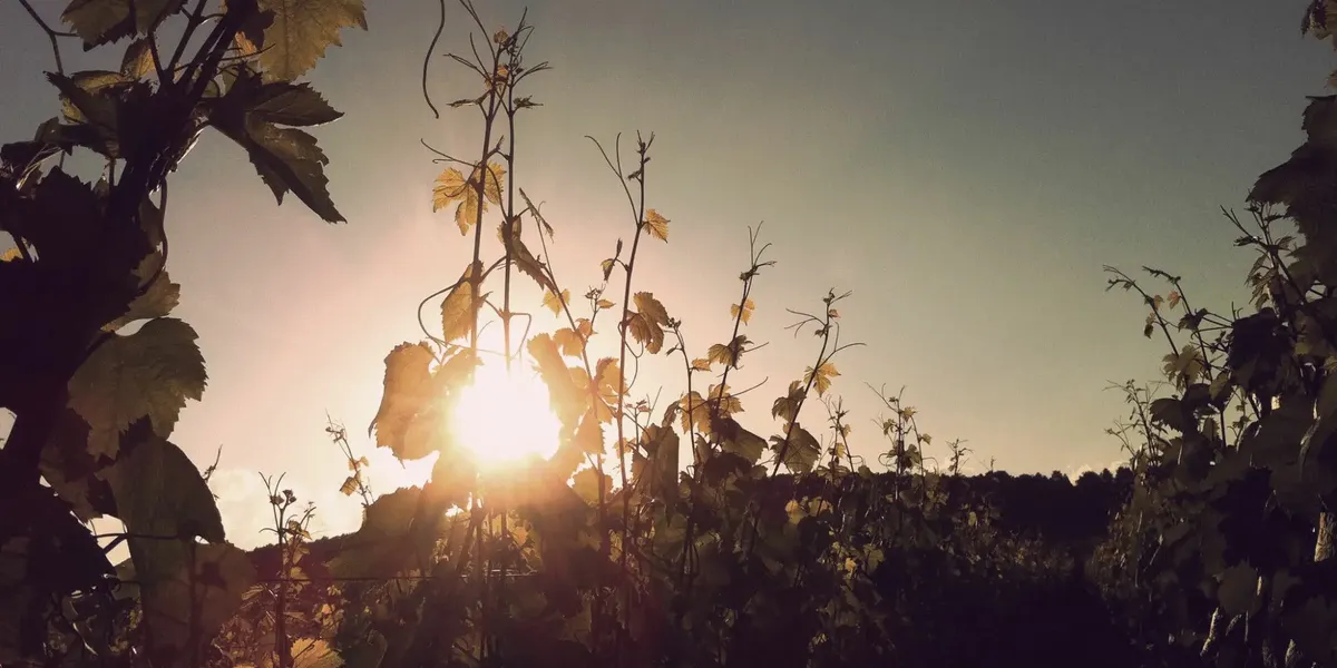 Domaine Jean-Marc et Thomas BOULEY