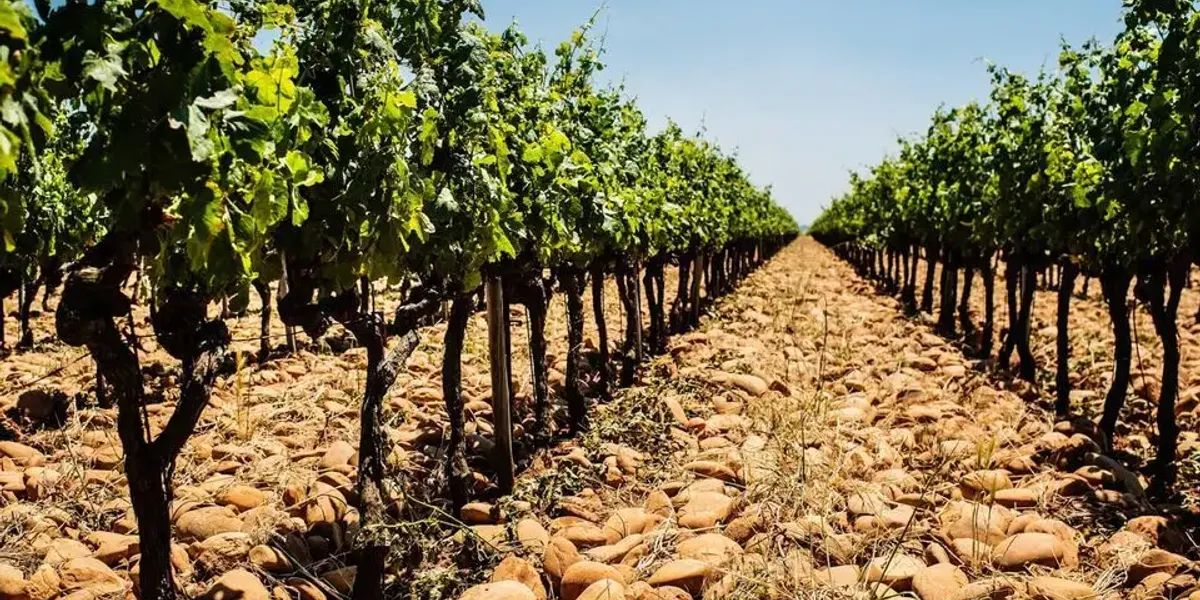 Domaine de la Mordorée