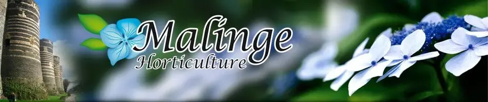 Malinge Horticulture