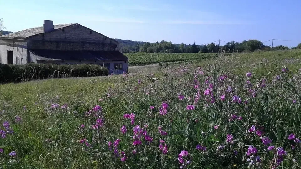 Domaine des 3 Saules