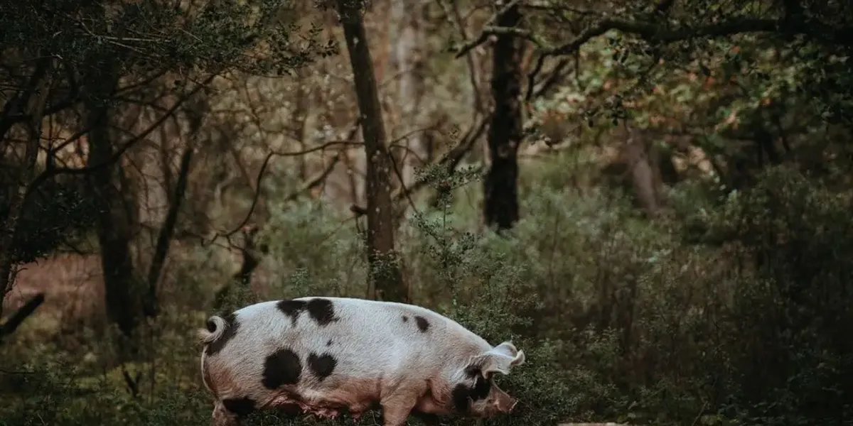 La Ferme Le Saint