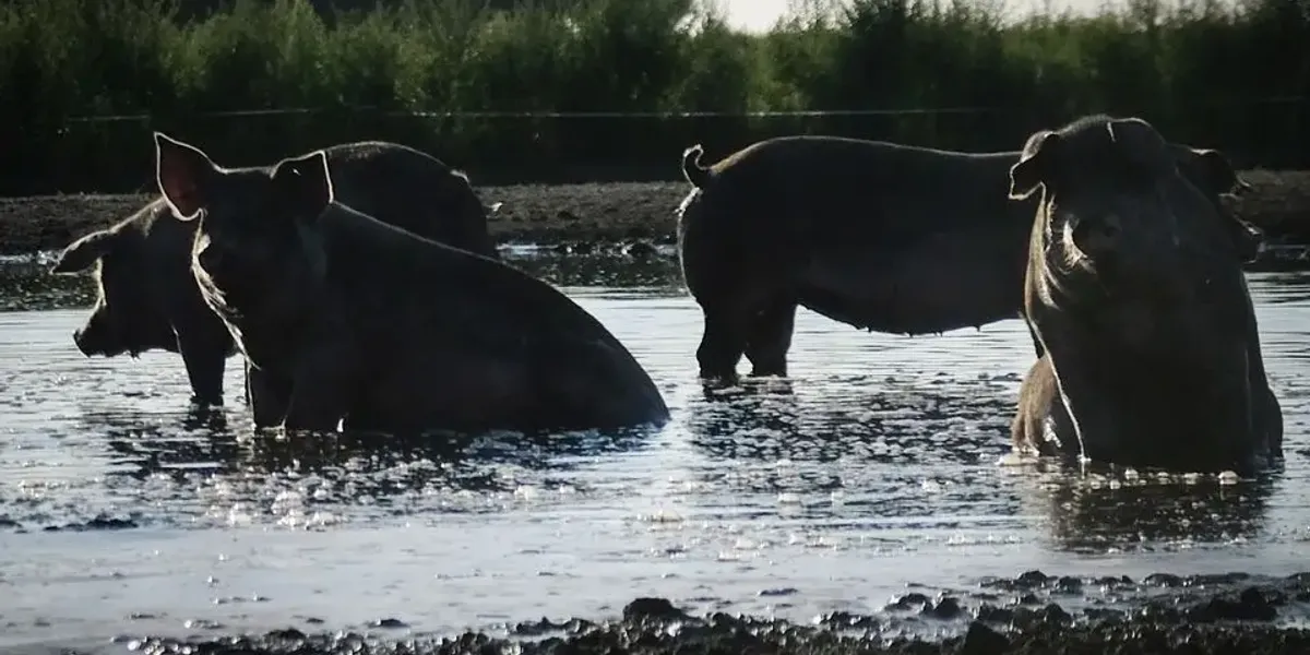 La Bruyère Earl