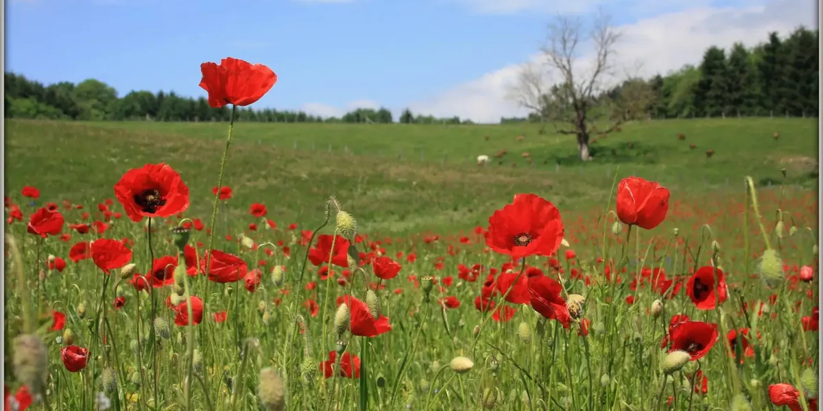 Les Chèvres de Chazalon
