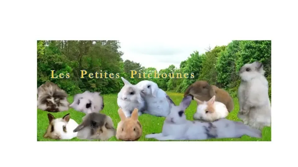ELEVAGE DES PETITES PITCHOUNES