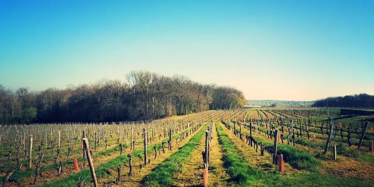 Vignobles Lavaud Père et Fils