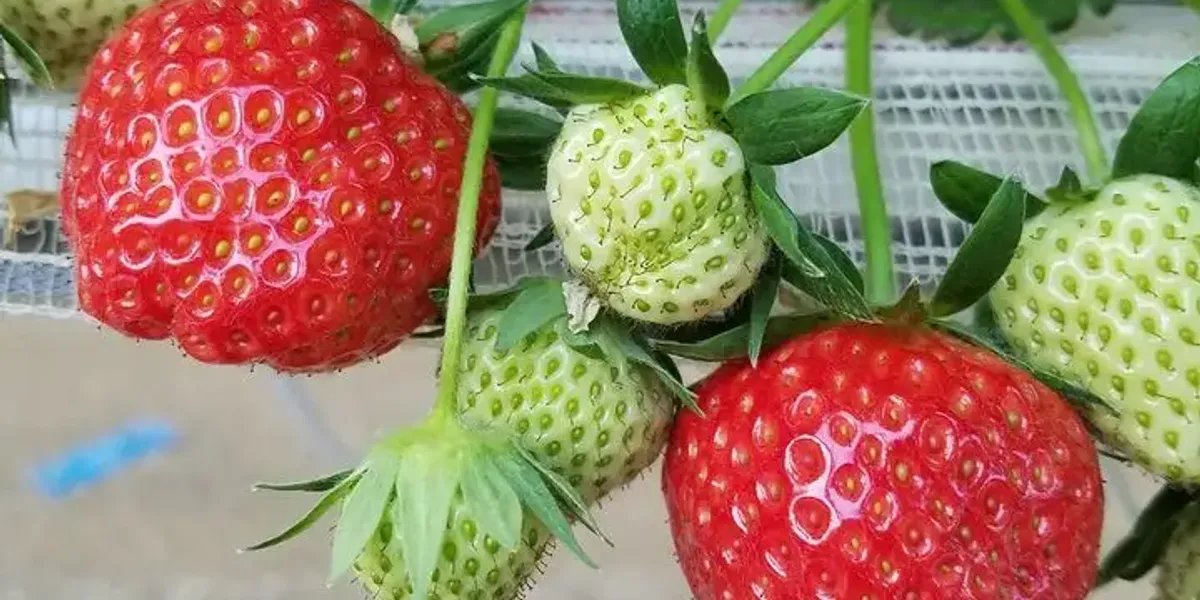 Les Fraises De Coupelle