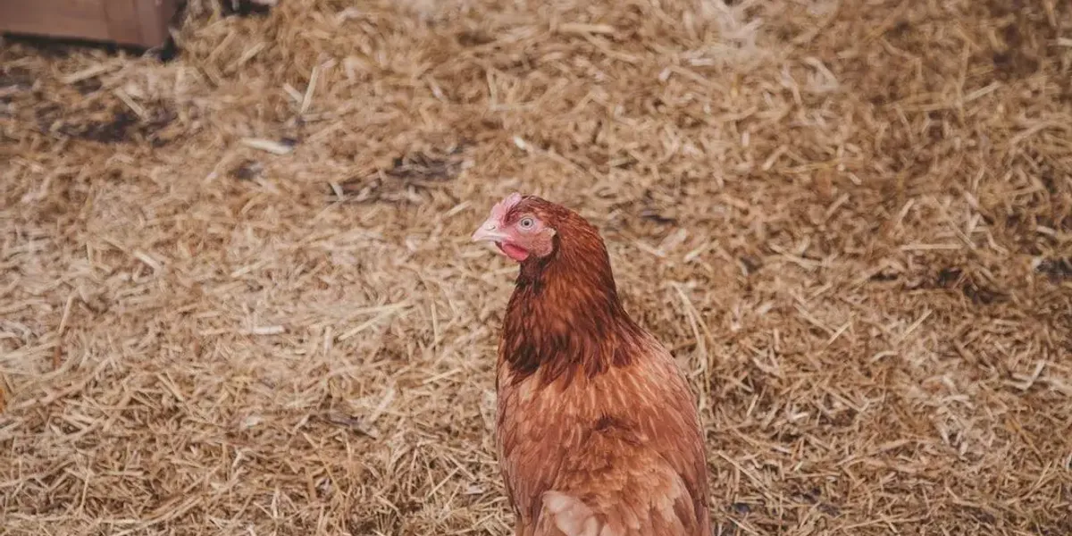 Garnier Christelle - Ferme de la Collerie