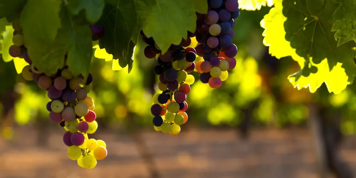 Domaine De Las Coumes