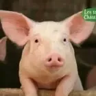 Logo de Ferme des 3 chataigniers