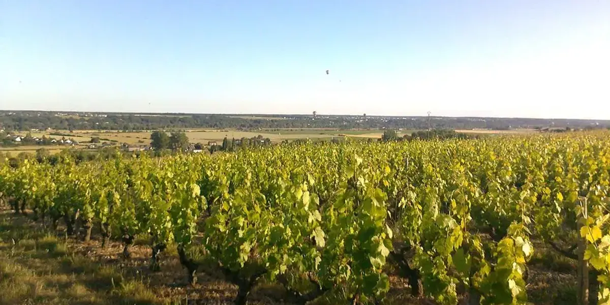DOMAINE DE LA TONNELLERIE