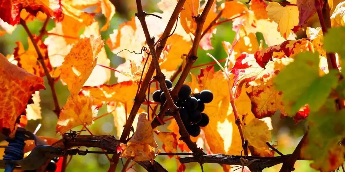 Domaine du Siorac